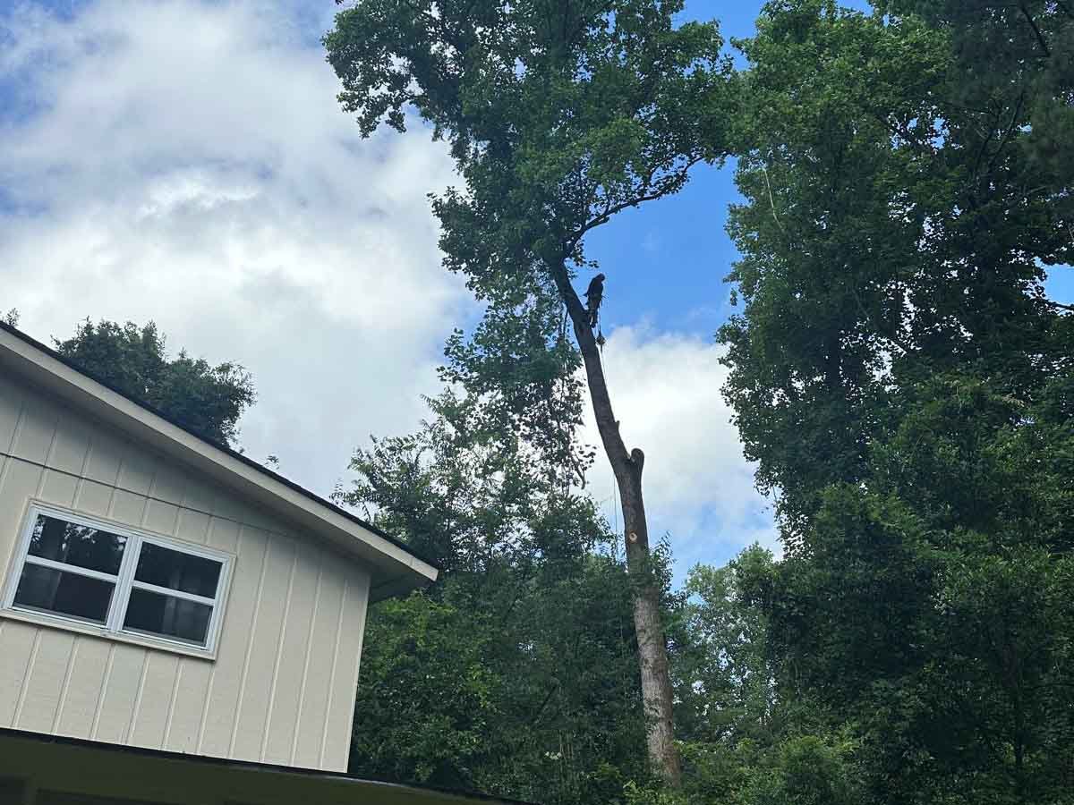 El Costeño Tree Service LLC